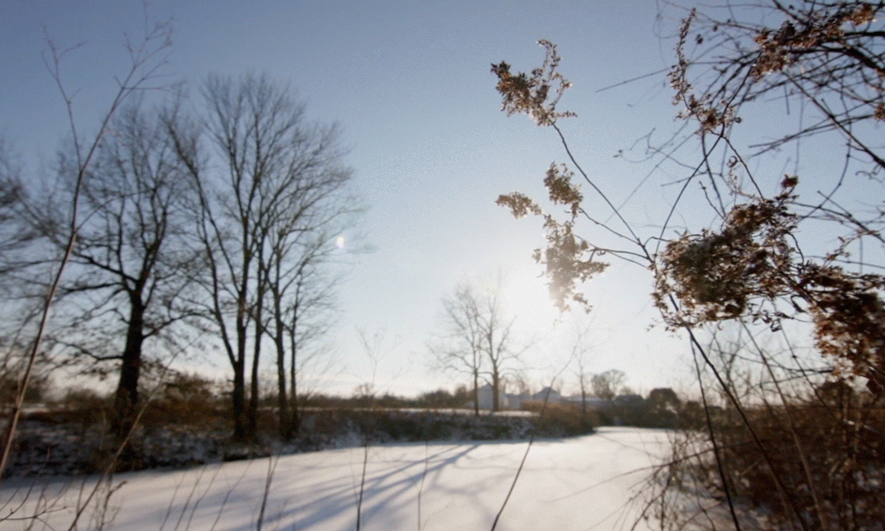 Multiple Inc, Black Blanket Farms