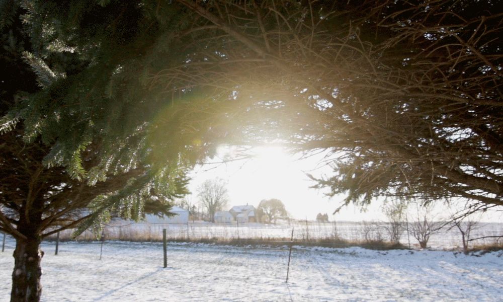 Multiple Inc, Black Blanket Farms